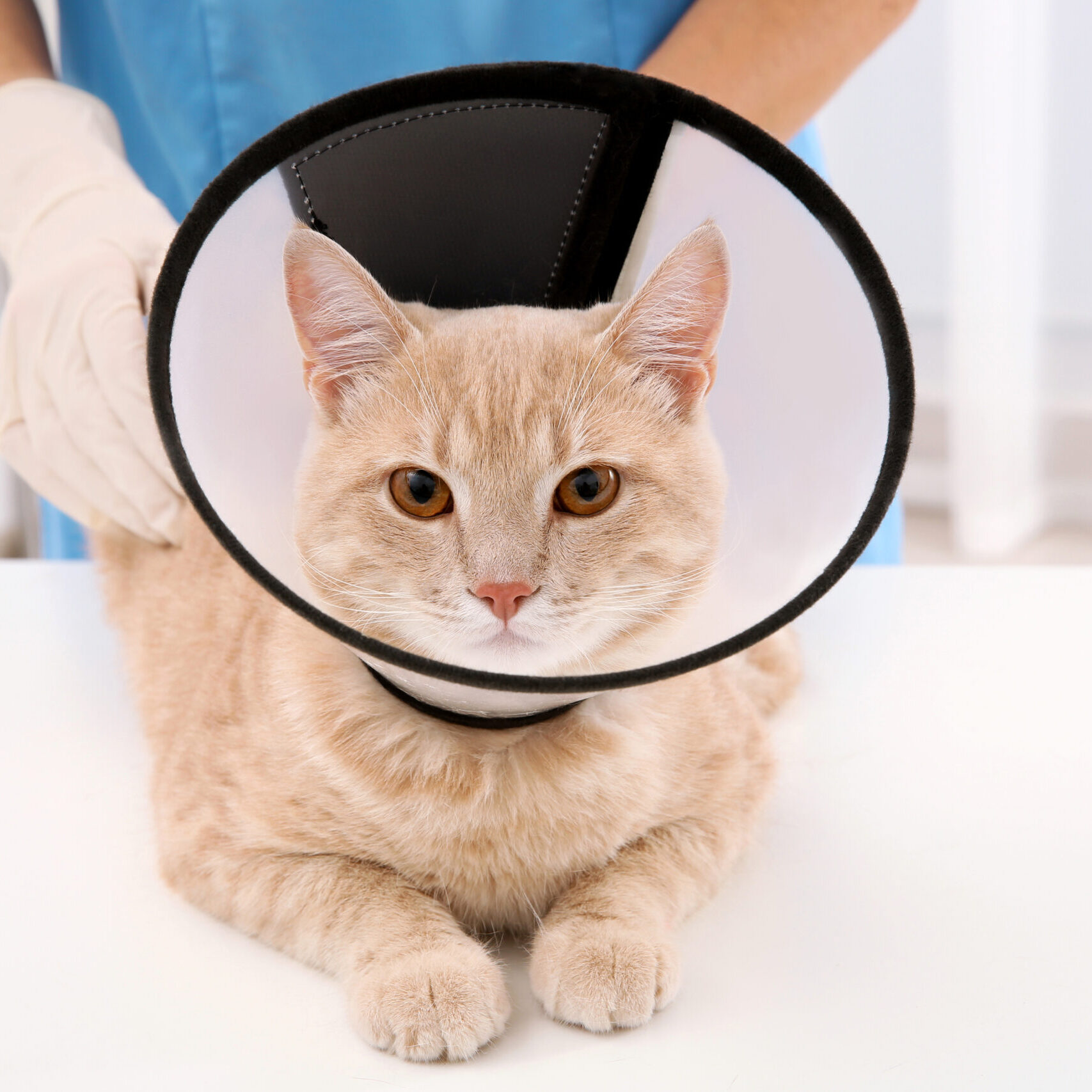 Cat in cone of shame lying on table in vet clinic