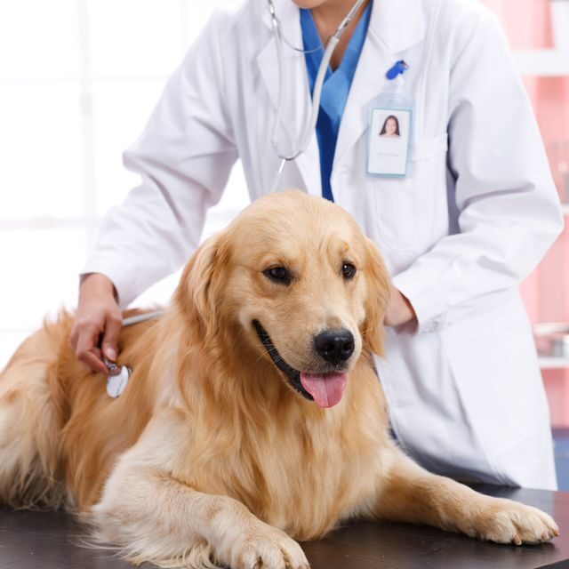 young-female-veterinarian-with-a-dog-500826357-b00ae87df24c4af29df5db8b3c944171